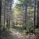 Lost and Found on the Port Gamble Trails (A Local’s Guide to Not Getting Lost Again)