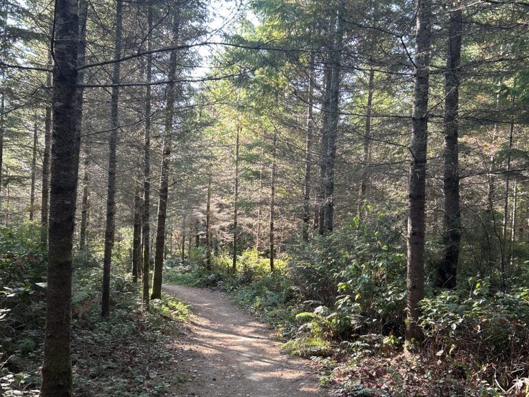 Port Gamble Forest vista