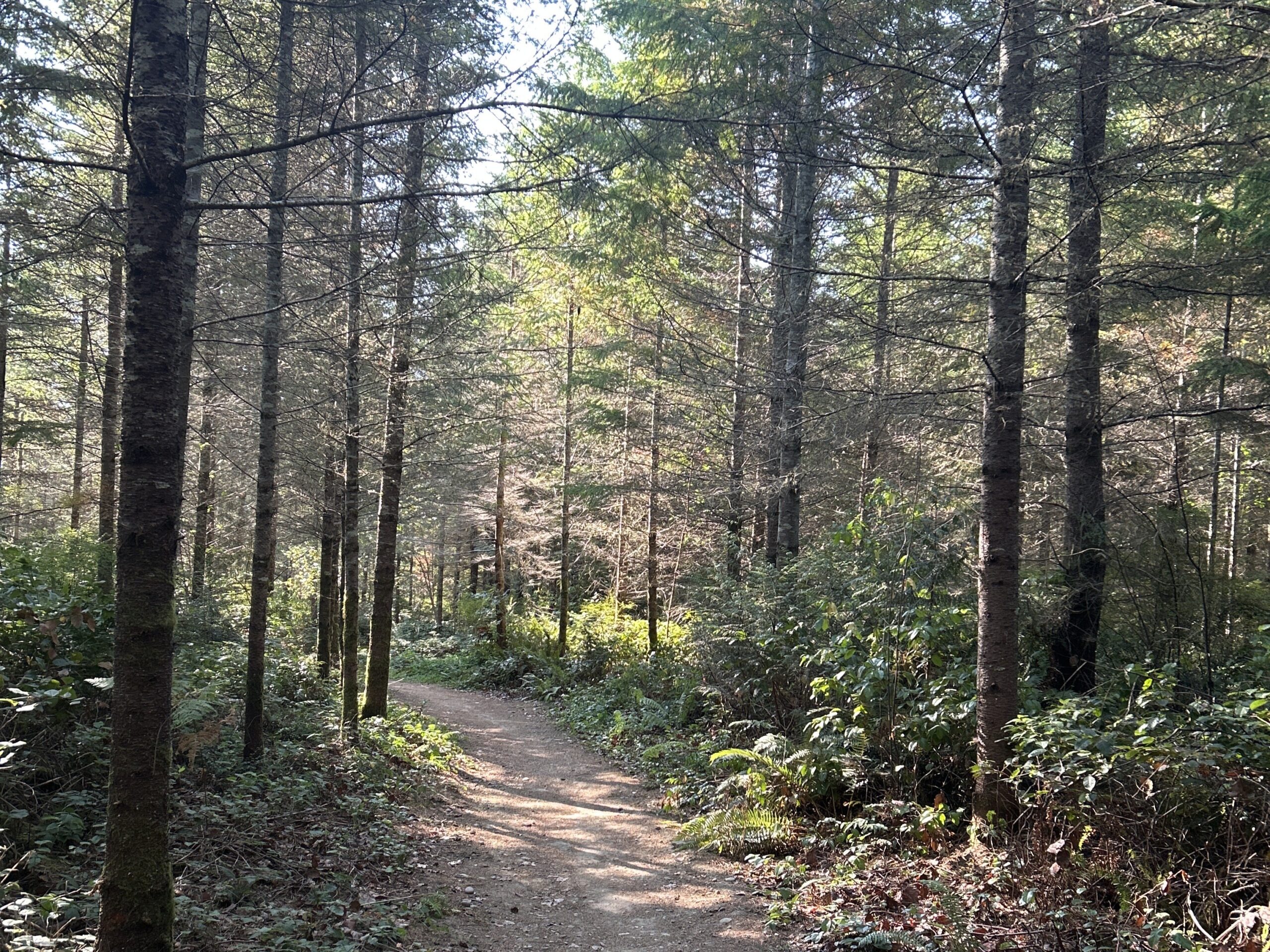 You are currently viewing Lost and Found on the Port Gamble Trails (A Local’s Guide to Not Getting Lost Again)