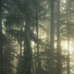 A Misty Morning Hike in the PNW That Didn’t Go How I Expected