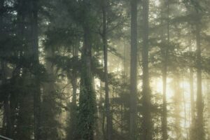 Read more about the article A Misty Morning Hike in the PNW That Didn’t Go How I Expected