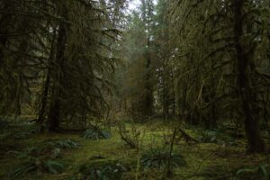 Read more about the article Why Old Forests Feel Different