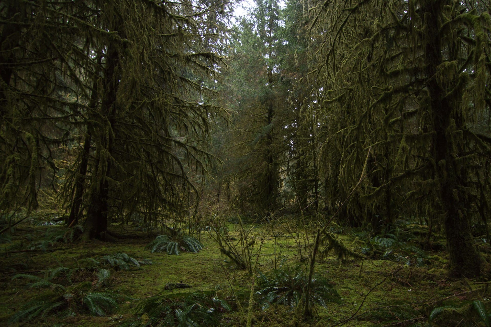 Read more about the article Why Old Forests Feel Different