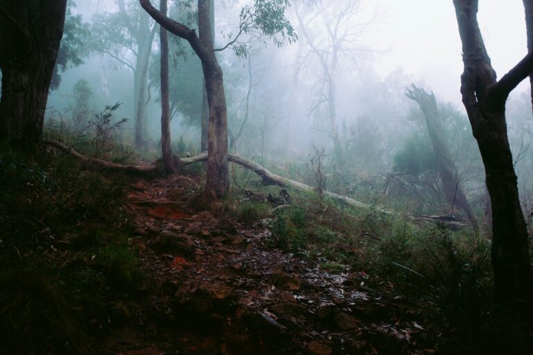 What I Learned After Getting Lost… Twice (On the Same Trail)