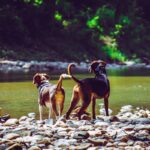 Dog-Friendly Trails in Kitsap County (Honest Reviews)