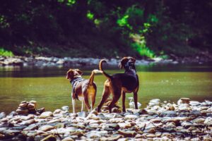 Read more about the article Dog-Friendly Trails in Kitsap County (Honest Reviews)