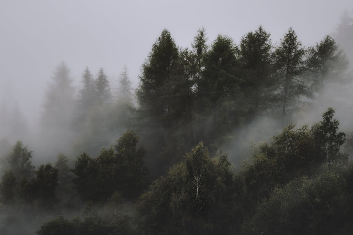 Read more about the article Trail Photography Tips (From Someone Who Takes Too Many Pictures of Moss)